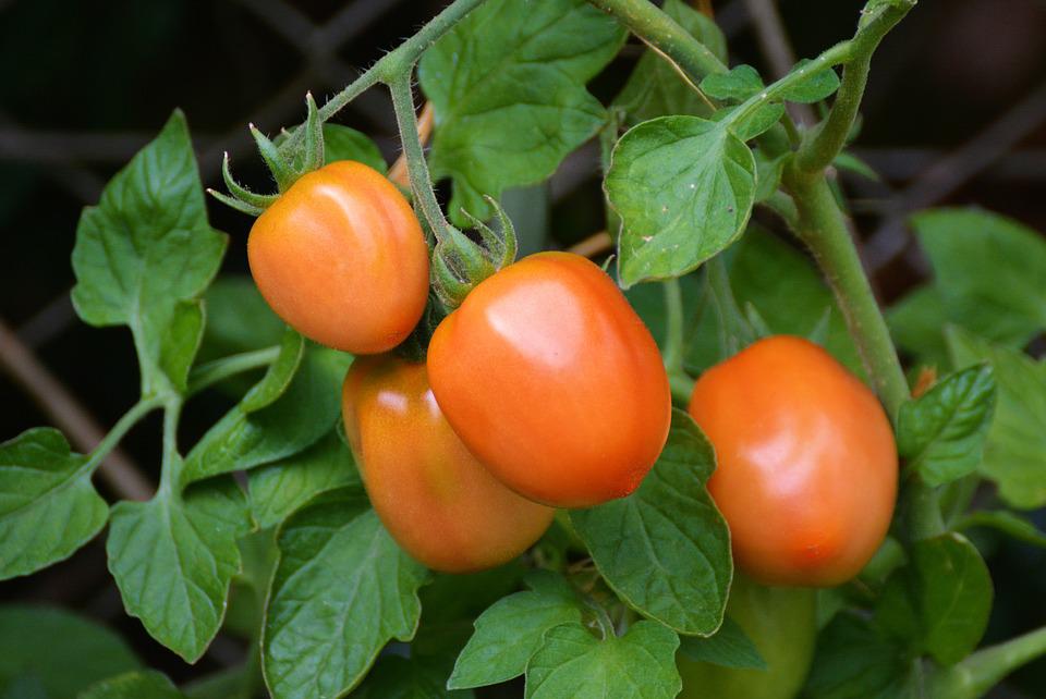 What is best fertilizer for tomatoes and peppers  